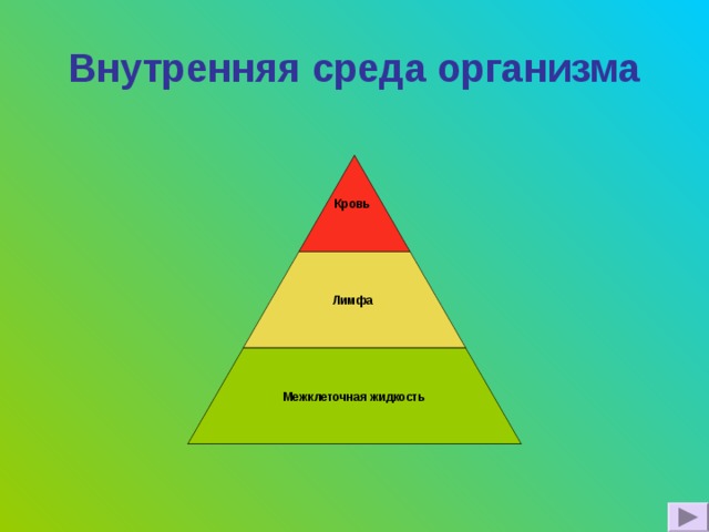 Внутренняя среда организма Кровь Лимфа  Межклеточная жидкость 