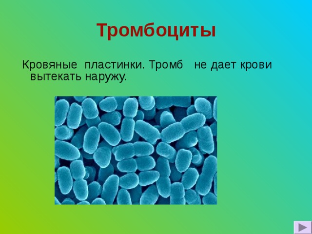 Тромбоциты  Кровяные пластинки. Тромб не дает крови вытекать наружу. 