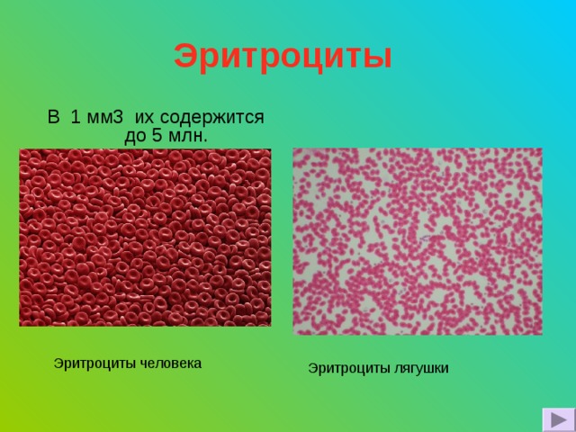 Эритроциты  В 1 мм3 их содержится до 5 млн. Эритроциты человека Эритроциты лягушки 