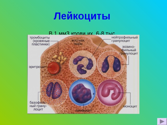 Лейкоциты  В 1 мм3 крови их 6-8 тыс. 