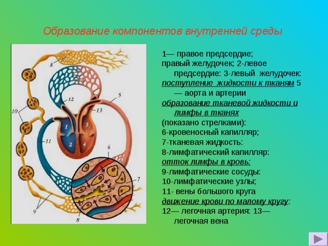 Образование компонентов внутренней среды  1— правое предсердие; правый желудочек; 2-левое предсердие: 3-левый желудочек: поступление жидкости к тканям 5— аорта и артерии образование тканевой жид­кости и лимфы в тканях (показано стрелками): 6-кровеносный капилляр; 7-тканевая жидкость: 8-лимфатический капилляр: отток лимфы в кровь:  9-лимфатические сосуды: 10-лимфатические узлы; 11- вены большого круга движение крови по малому кругу : 12— легочная артерия: 13— легочная вена 