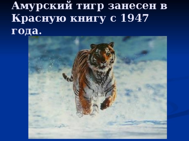 Амурский тигр занесен в Красную книгу с 1947 года. 