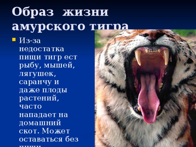 Образ жизни амурского тигра Из-за недостатка пищи тигр ест рыбу, мышей, лягушек, саранчу и даже плоды растений, часто нападает на домашний скот. Может оставаться без пищи несколько дней. 
