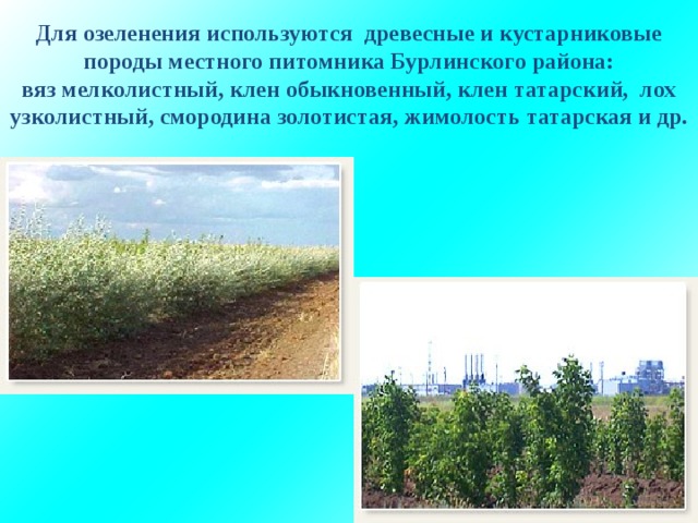 Для озеленения используются древесные и кустарниковые породы местного питомника Бурлинского района:  вяз мелколистный, клен обыкновенный, клен татарский, лох узколистный, смородина золотистая, жимолость татарская и др.    