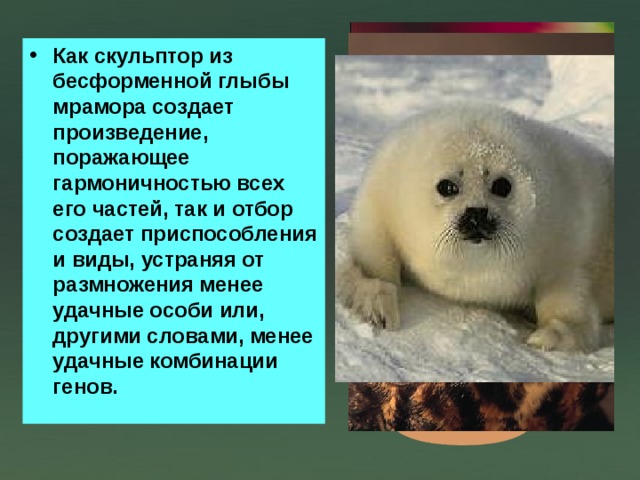 Как скульптор из бесформенной глыбы мрамора создает произведение, поражающее гармоничностью всех его частей, так и отбор создает приспособления и виды, устраняя от размножения менее удачные особи или, другими словами, менее удачные комбинации генов. 
