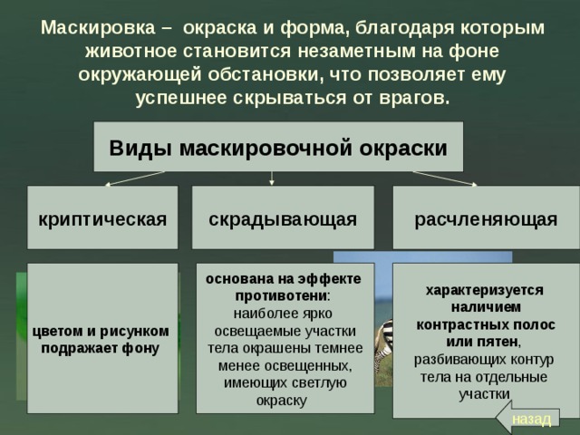 Маскировка – окраска и форма, благодаря которым животное становится незаметным на фоне окружающей обстановки, что позволяет ему успешнее скрываться от врагов. Виды маскировочной окраски криптическая расчленяющая скрадывающая цветом и рисунком подражает фону основана на эффекте противотени : наиболее ярко освещаемые участки  тела окрашены темнее менее освещенных,  имеющих светлую окраску характеризуется наличием  контрастных полос или пятен , разбивающих контур тела на отдельные участки назад 