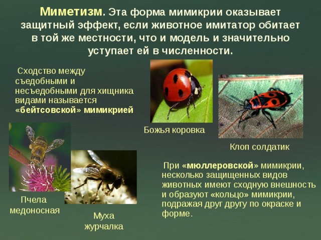 Миметизм . Эта форма мимикрии оказывает защитный эффект, если животное имитатор обитает в той же местности, что и модель и значительно уступает ей в численности.  Сходство между съедобными и несъедобными для хищника видами называется «бейтсовской» мимикрией Божья коровка Клоп солдатик  При «мюллеровской» мимикрии, несколько защищенных видов животных имеют сходную внешность и образуют «кольцо» мимикрии, подражая друг другу по окраске и форме. Пчела медоносная Муха журчалка 