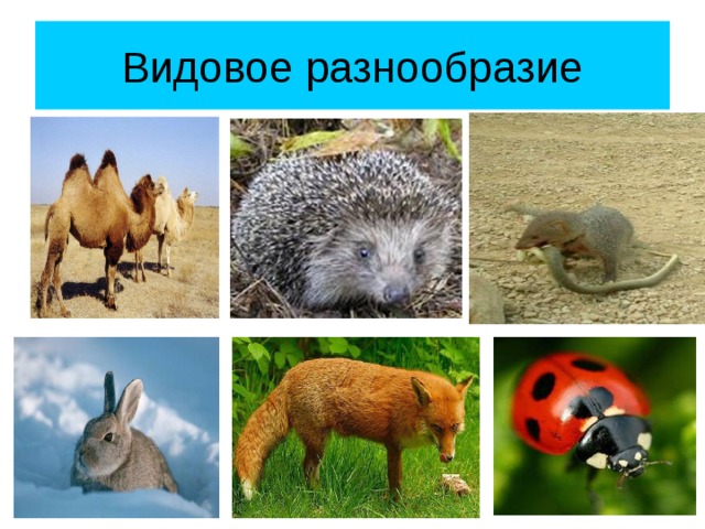 Видовое разнообразие 
