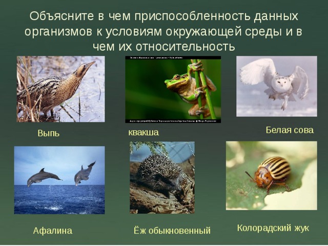 Объясните в чем приспособленность данных организмов к условиям окружающей среды и в чем их относительность Белая сова квакша Выпь Колорадский жук Афалина Ёж обыкновенный 