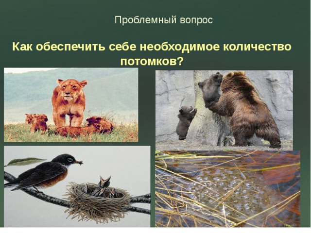 Проблемный вопрос Как обеспечить себе необходимое количество потомков? 