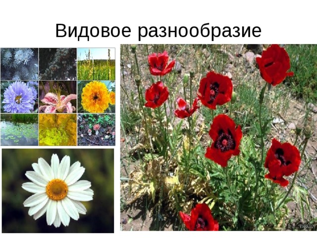 Видовое разнообразие 