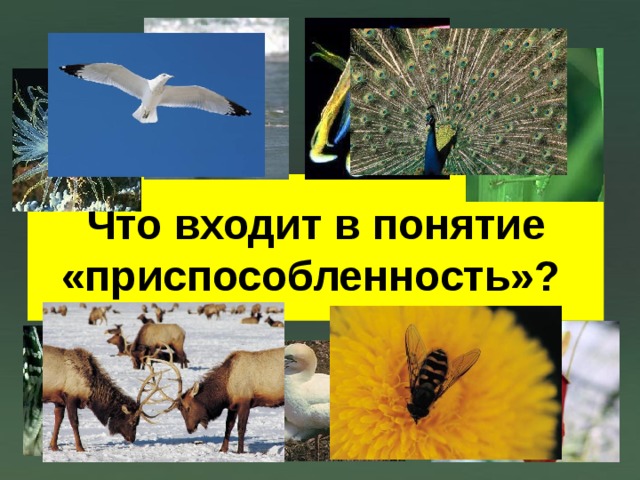 Что входит в понятие «приспособленность»?  