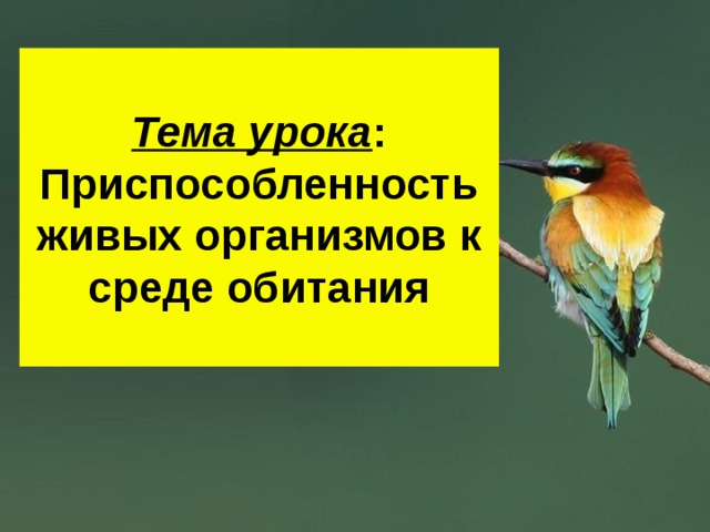 Тема урока :  Приспособленность живых организмов к среде обитания 