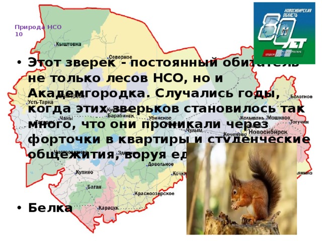   Природа НСО  10     Этот зверек - постоянный обитатель не только лесов НСО, но и Академгородка. Случались годы, когда этих зверьков становилось так много, что они проникали через форточки в квартиры и студенческие общежития, воруя еду . Белка 