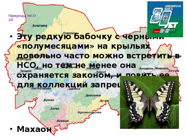   Природа НСО  20     Эту редкую бабочку с черными «полумесяцами» на крыльях довольно часто можно встретить в НСО, но тем не менее она охраняется законом, и ловить ее для коллекций запрещено.    Махаон 