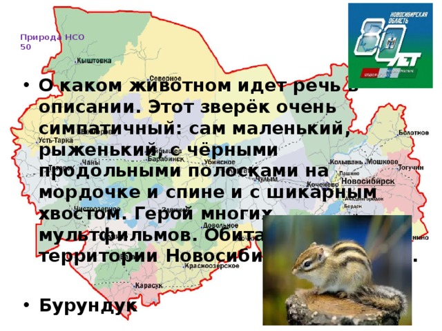   Природа НСО  50     О каком животном идет речь в описании. Этот зверёк очень симпатичный: сам маленький, рыженький, с чёрными продольными полосками на мордочке и спине и с шикарным хвостом. Герой многих мультфильмов. Обитает на территории Новосибирской области.  Бурундук 