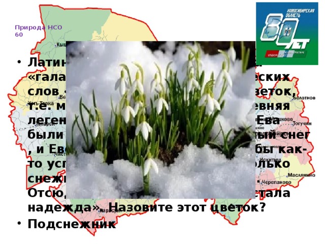   Природа НСО  60     Латинское название этого цветка «галантус» происходит от греческих слов «гала»- моло и «антус» - цветок, т.е. молочно- белый цветок. Древняя легенда гласит: « Когда Адам и Ева были изгнаны из рая ,шёл сильный снег , и Еве было холодно. Тогда чтобы как-то успокоить её и согреть, несколько снежинок превратились в цветы. Отсюда символом этого цветка стала надежда». Назовите этот цветок? Подснежник 