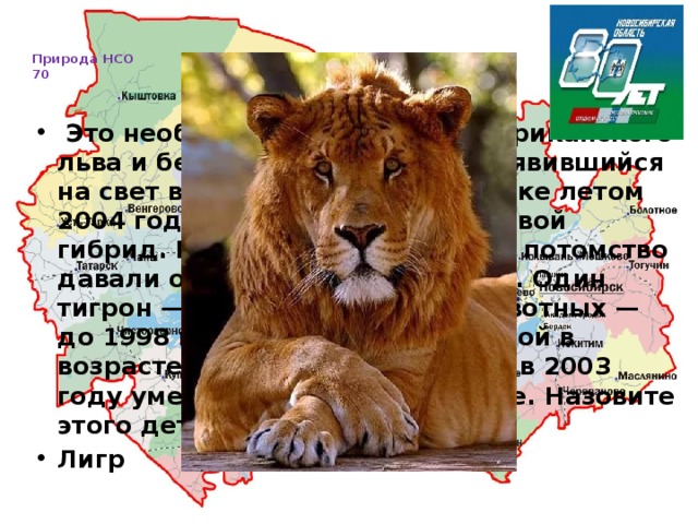   Природа НСО  70      Это необычный детеныш от африканского льва и бенгальской тигрицы, появившийся на свет в Новосибирском зоопарке летом 2004 года. Редчайший межвидовой гибрид. Известны случаи, когда потомство давали отец-тигр и мать-львица. Один тигрон — так называют этих животных — до 1998 года жил в Индии, другой в возрасте двадцати четырех лет в 2003 году умер в Пекинском зоопарке. Назовите этого детеныша? Лигр 