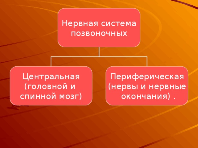  Нервная система позвоночных Центральная (головной и спинной мозг) Периферическая (нервы и нервные  окончания) . 