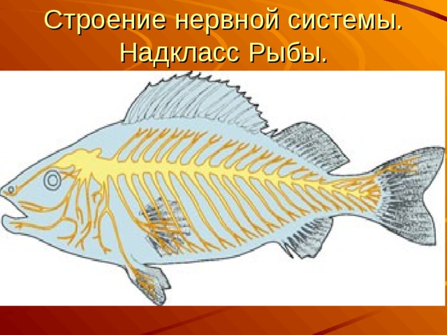 Строение нервной системы. Надкласс Рыбы. 