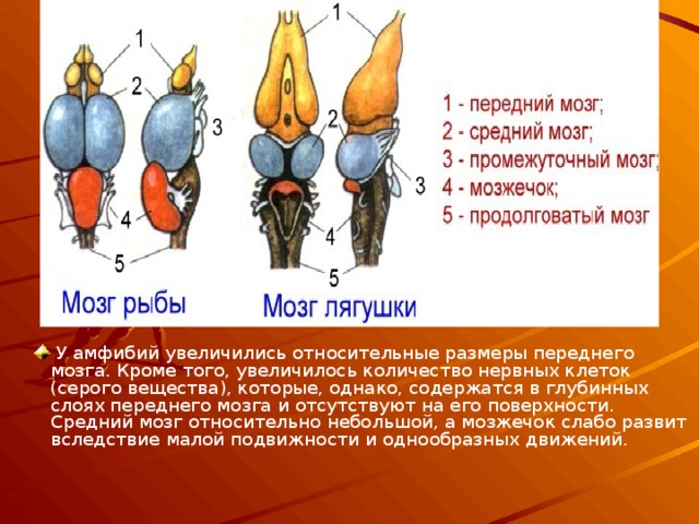  У амфибий увеличились относительные размеры переднего мозга. Кроме того, увеличилось количество нервных клеток (серого вещества), которые, однако, содержатся в глубинных слоях переднего мозга и отсутствуют на его поверхности. Средний мозг относительно небольшой, а мозжечок слабо развит вследствие малой подвижности и однообразных движений. 