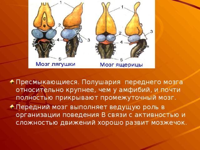 Пресмыкающиеся. Полушария переднего мозга относительно крупнее, чем у амфибий, и почти полностью прикрывают промежуточный мозг. Передний мозг выполняет ведущую роль в организации поведения В связи с активностью и сложностью движений хорошо развит мозжечок.  