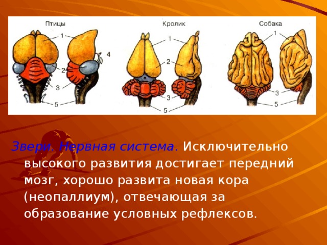 Звери. Нервная система . Исключительно высокого развития достигает передний мозг, хорошо развита новая кора (неопаллиум), отвечающая за образование условных рефлексов. 