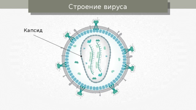 Строение вируса Капсид 