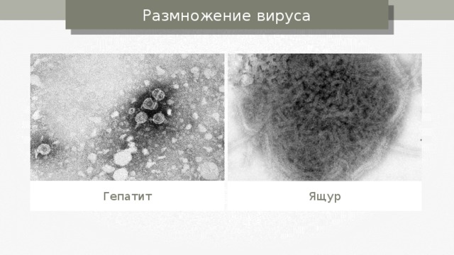 Размножение вируса Гепатит Ящур 