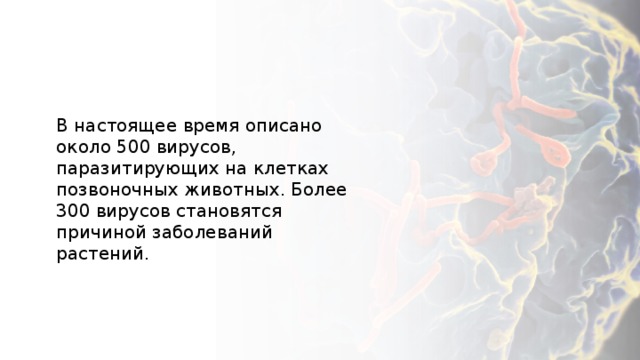В настоящее время описано около 500 вирусов, паразитирующих на клетках позвоночных животных. Более 300 вирусов становятся причиной заболеваний растений. 