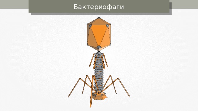 Бактериофаги 