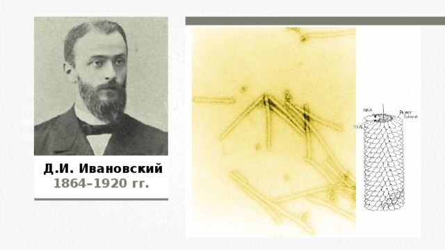 Д.И. Ивановский 1864–1920  гг.  