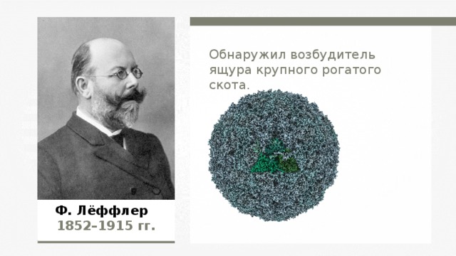Обнаружил возбудитель ящура крупного рогатого скота. Ф. Лёффлер 1852–1915  гг.  