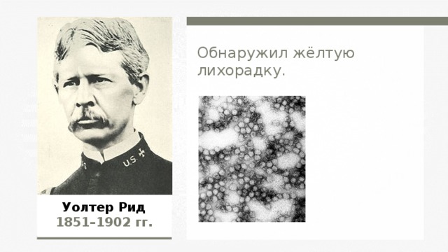 Обнаружил жёлтую лихорадку. Уолтер Рид 1851–1902  гг.  