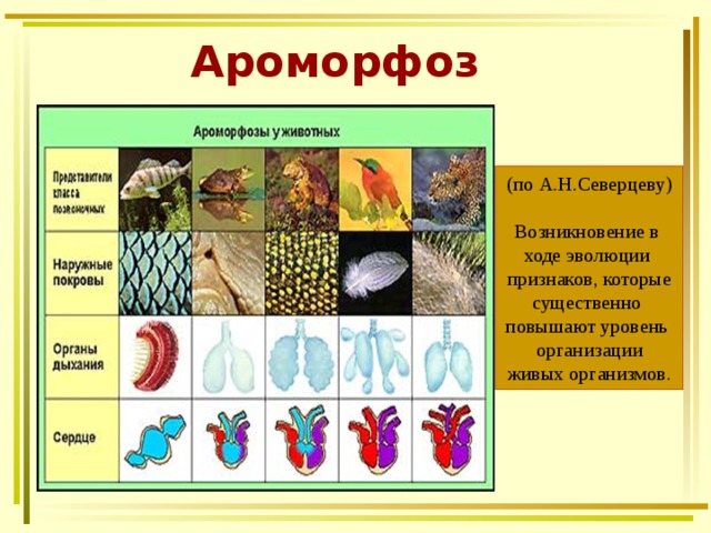 Ароморфоз (по А.Н.Северцеву) Возникновение в ходе эволюции признаков, которые существенно повышают уровень организации живых организмов.