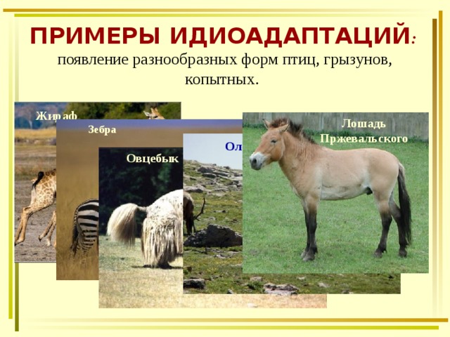ПРИМЕРЫ ИДИОАДАПТАЦИЙ :  появление разнообразных форм птиц, грызунов, копытных.  Жираф Лошадь Пржевальского Зебра Олень  Овцебык