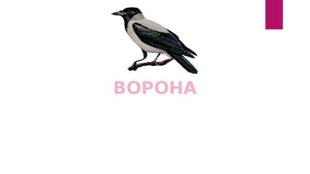 ВОРОНА 