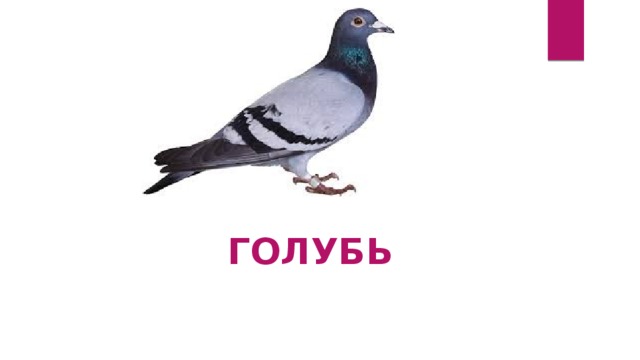 ГОЛУБЬ 