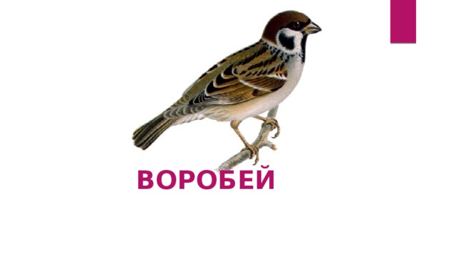 ВОРОБЕЙ 