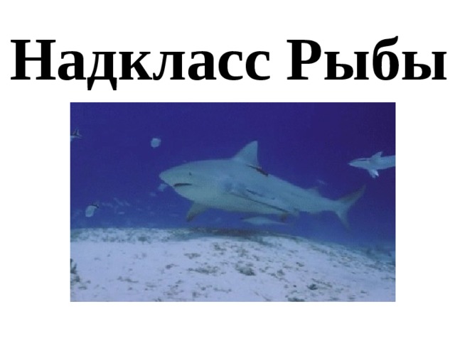 Надкласс Рыбы 