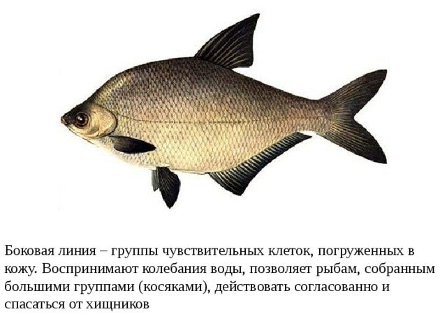 Боковая линия – группы чувствительных клеток, погруженных в кожу. Воспринимают колебания воды, позволяет рыбам, собранным большими группами (косяками), действовать согласованно и спасаться от хищников 