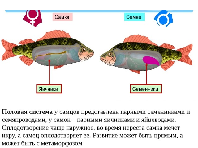 Половая система  у самцов представлена парными семенниками и семяпроводами, у самок – парными яичниками и яйцеводами. Оплодотворение чаще наружное, во время нереста самка мечет икру, а самец оплодотворяет ее. Развитие может быть прямым, а может быть с метаморфозом 