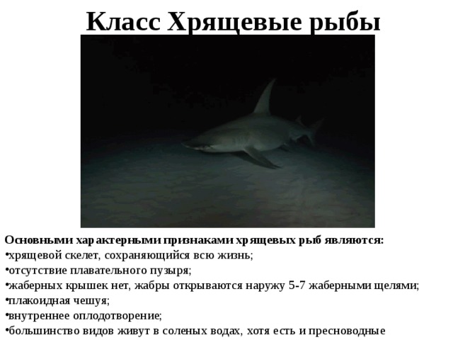 Класс Хрящевые рыбы Основными характерными признаками хрящевых рыб являются: хрящевой скелет, сохраняющийся всю жизнь; отсутствие плавательного пузыря; жаберных крышек нет, жабры открываются наружу 5-7 жаберными щелями; плакоидная чешуя; внутреннее оплодотворение; большинство видов живут в соленых водах, хотя есть и пресноводные 