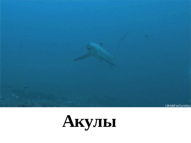 Акулы 
