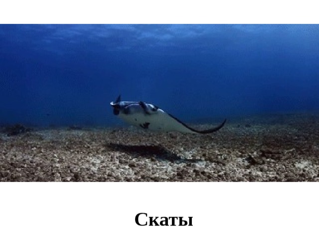 Скаты   