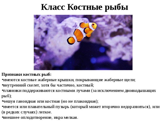 Класс Костные рыбы Признаки костных рыб: имеются костные жаберные крышки, покрывающие жаберные щели; внутренний скелет, хотя бы частично, костный; плавники поддерживаются костными лучами (за исключением двоякодышащих рыб); чешуя ганоидная или костная (но не плакоидная); имеется или плавательный пузырь (который может вторично недоразвиться), или (в редких случаях) легкое. внешнее оплодотворение, икра мелкая. 