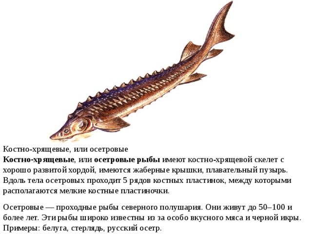 Костно-хрящевые, или осетровые Костно-хрящевые , или  осетровые рыбы  имеют костно-хрящевой скелет с хорошо развитой хордой, имеются жаберные крышки, плавательный пузырь. Вдоль тела осетровых проходит 5 рядов костных пластинок, между которыми располагаются мелкие костные пластиночки. Осетровые — проходные рыбы северного полушария. Они живут до 50–100 и более лет. Эти рыбы широко известны из за особо вкусного мяса и черной икры. Примеры: белуга, стерлядь, русский осетр. 