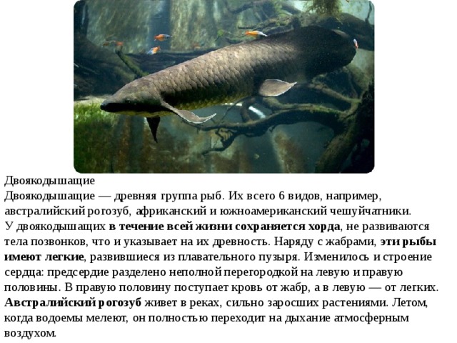 Двоякодышащие Двоякодышащие — древняя группа рыб. Их всего 6 видов, например, австралийский рогозуб, африканский и южноамериканский чешуйчатники. У двоякодышащих  в течение всей жизни сохраняется хорда , не развиваются тела позвонков, что и указывает на их древность. Наряду с жабрами,  эти рыбы имеют легкие , развившиеся из плавательного пузыря. Изменилось и строение сердца: предсердие разделено неполной перегородкой на левую и правую половины. В правую половину поступает кровь от жабр, а в левую — от легких. Австралийский рогозуб  живет в реках, сильно заросших растениями. Летом, когда водоемы мелеют, он полностью переходит на дыхание атмосферным воздухом. 