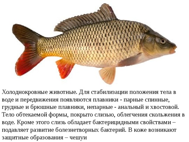 Холоднокровные животные. Для стабилизации положения тела в воде и передвижения появляются плавники - парные спинные, грудные и брюшные плавники, непарные - анальный и хвостовой. Тело обтекаемой формы, покрыто слизью, облегчения скольжения в воде. Кроме этого слизь обладает бактерицидными свойствами – подавляет развитие болезнетворных бактерий. В коже возникают защитные образования – чешуи 