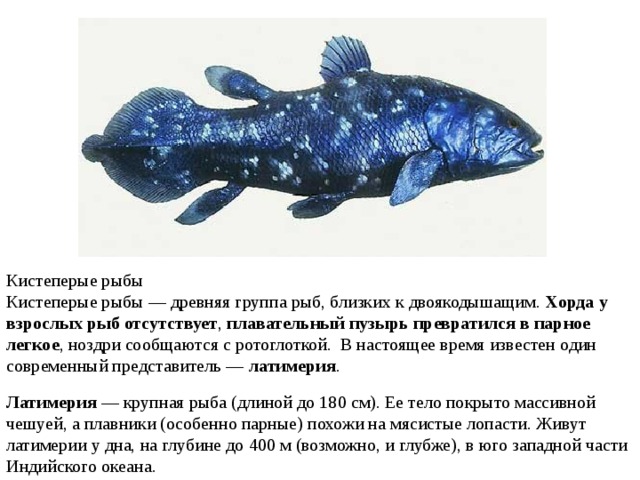 Кистеперые рыбы Кистеперые рыбы — древняя группа рыб, близких к двоякодышащим.  Хорда у взрослых рыб отсутствует ,  плавательный пузырь превратился в парное легкое , ноздри сообщаются с ротоглоткой.  В настоящее время известен один современный представитель —  латимерия . Латимерия  — крупная рыба (длиной до 180 см). Ее тело покрыто массивной чешуей, а плавники (особенно парные) похожи на мясистые лопасти. Живут латимерии у дна, на глубине до 400 м (возможно, и глубже), в юго западной части Индийского океана. 